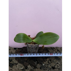 Phalaenopsis gigantea x...