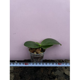 Phalaenopsis violacea x...