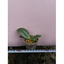 Phalaenopsis gigantea x...