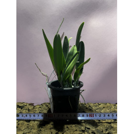 Rlc. Mayor Yamasaki (FS)