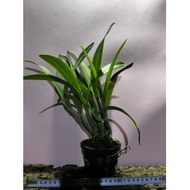 Cattleya Yen Nugget (FS)