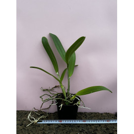 Cattleya Suavior 'Aquinii'...