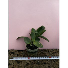 Cattleya violacea var. alba...