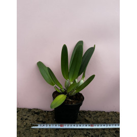 Lc. Bearwoodensis (FS)