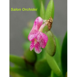 Dendrobium rosellum (FS)