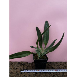 Rlc. Bangkok City 'Good...