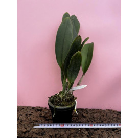 Rlc. Atardecer Pamareno (FS)