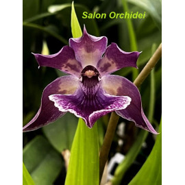 Zygonisia Murasakikomachi (FS)