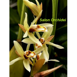 Coelogyne trinervis (FS)