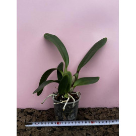 Rlc. Phet Thanatom (FS)