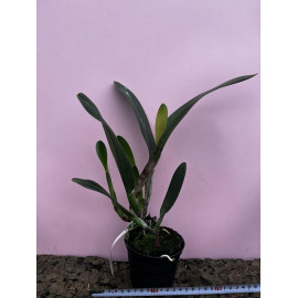 Rlc. Siam Orange (FS)