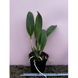 Rlc. Chief Fortune (FS)