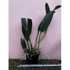 Rlc. Fringe Benefits 'Green...