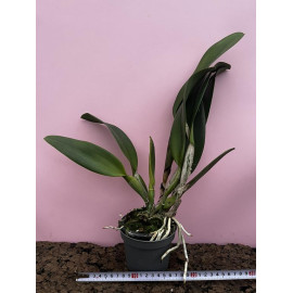 Rlc. Nakornchaisri Red  (FS)