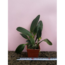 Rlc. Siam Skyline 'Coffee...