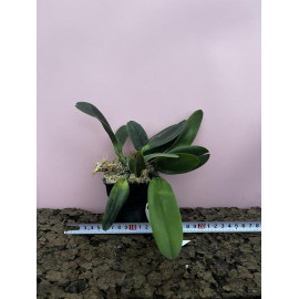 Rlc. Siam Palette 'Golden...