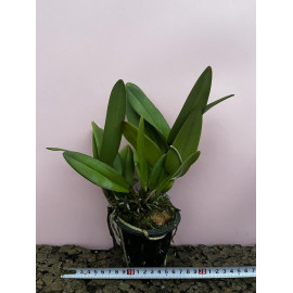 Rlc. Sa-Ngob Delight (FS)