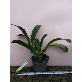 Rlc. Lady Gaga 'Paparazzi'...