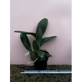 Rlc. Siam Paradise 'Gold...