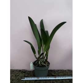 Rlc. Shin Shiang Diamond (FS)