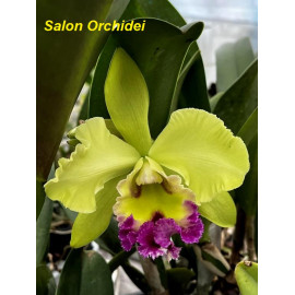 Rlc. Chief Green Breeze...