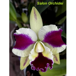 Rlc. Fong Yuan Beauty...