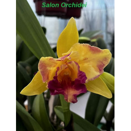 Rlc. Miss Thailand...