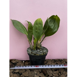 Stanhopea shuttleworthii (NFS)