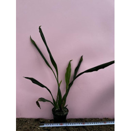 Coelogyne suaveolens x...