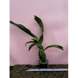 Coelogyne lawrenceana x...