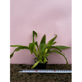 Gongora maculata (FS)