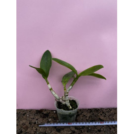 Dendrobium Arcadia 'Twist'...