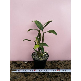 Dendrobium farmeri Pink (FS)