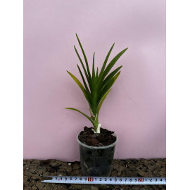 Dipodium paludosum (FS)