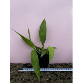 Rossioglossum Rawdon Jester...