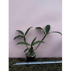 Dendrobium amabile x...