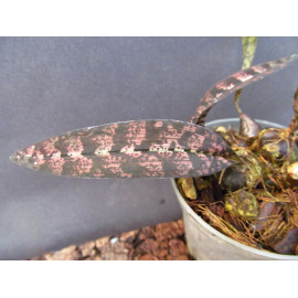 Oeceoclades spathulifera (NFS)