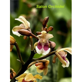 Oeceoclades maculata (NFS)