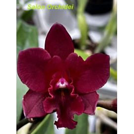 Cattleya Yen Nugget (FS)