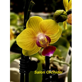 Phalaenopsis Golden Yuzu...