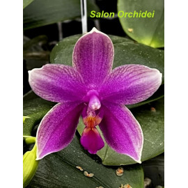 Phalaenopsis Timothy...