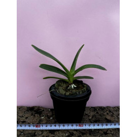 Vandopsis gigantea (NFS)