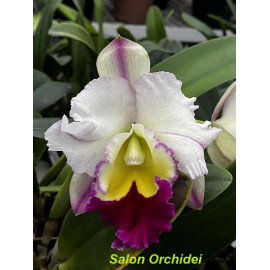 Rlc. Phet Napa 'Elsa' (FS)