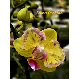 Phalaenopsis Golden Yuzu...