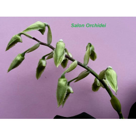 Dendrobium forbesii var....