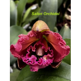 Rlc Subrasert 'No.1' (FS)