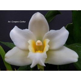 Bifrenaria harrisoniae var....