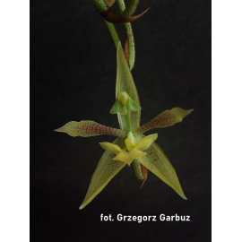 Kegeliella atropilosa (NFS)