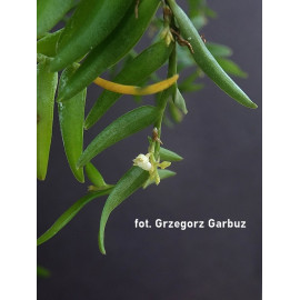 Appendicula hexandra (FS)