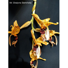 Stanhopea grandiflora (NFS)